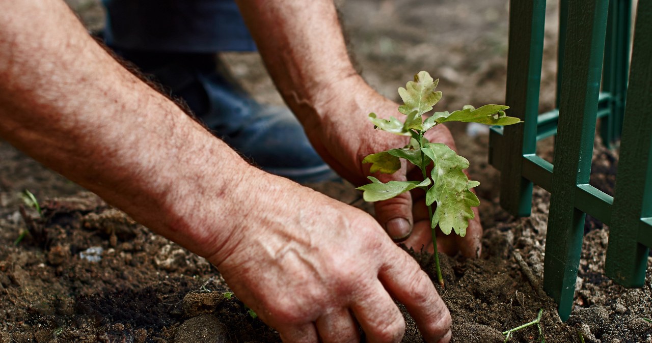 This tree attracts lightning. Better don't plant it next to your house