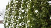 Be sure to do this with thujas. This is how you will save them from destruction in winter