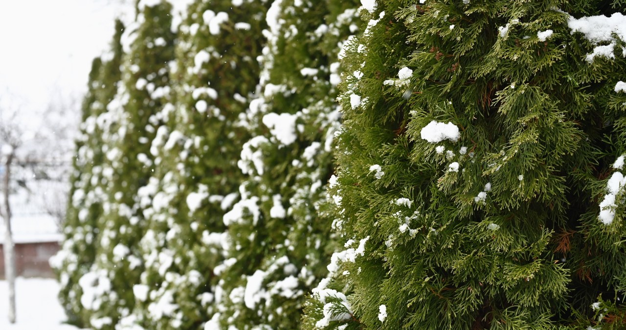 Be sure to do this with thujas. This is how you will save them from destruction in winter