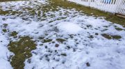 The lawn drowned under snow? Be careful, the losses can be huge