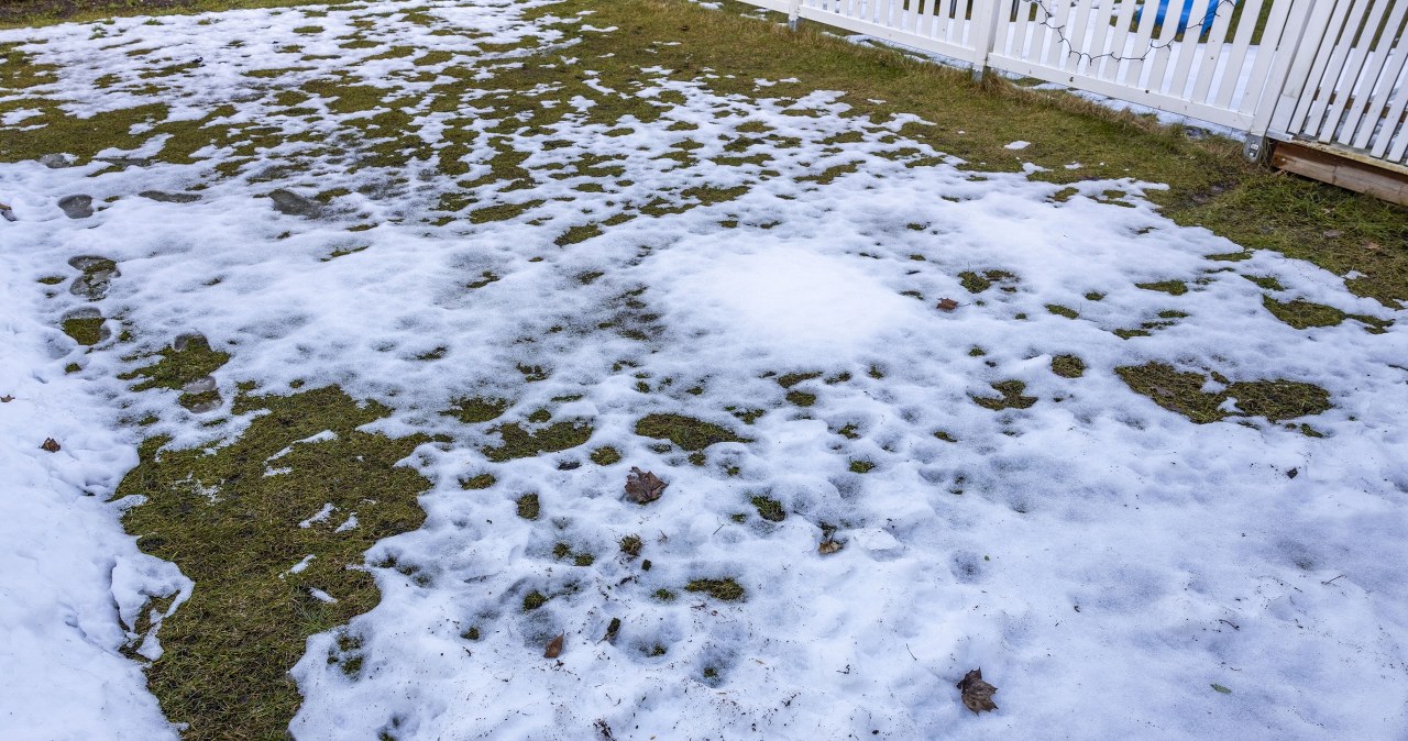 The lawn drowned under snow? Be careful, the losses can be huge