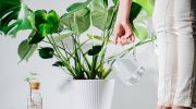 Take it from the medicine cabinet and give it to Monstera. It will quickly regain its former vigor