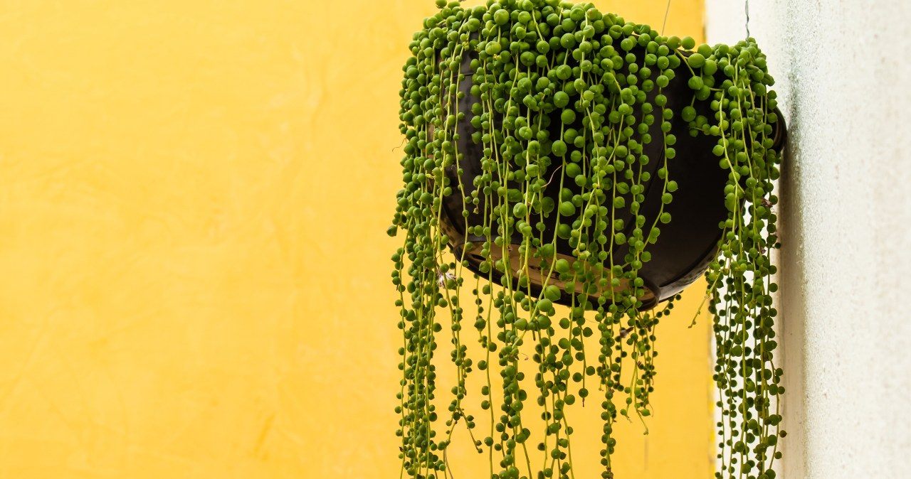 It looks amazing and almost doesn't need water. This is the most fashionable plant of the year