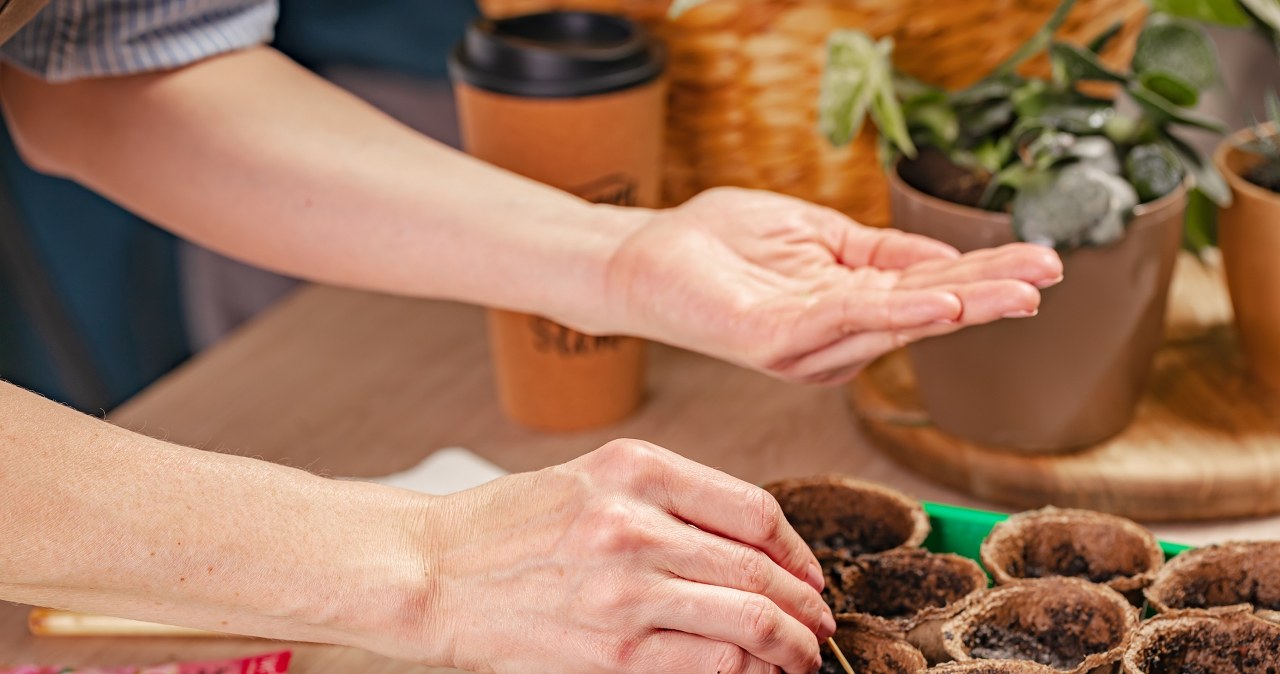 I sow these beautiful flowers in January. I have the most beautiful garden in the area