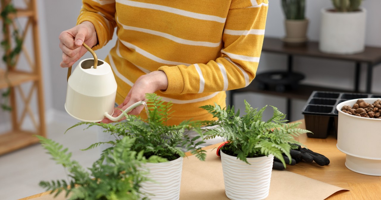 Eat it for dessert and serve the rest with the fern. You'll have it up in no time "na nogi"