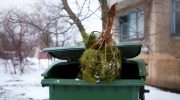 Where to throw away the Christmas tree? Most of us choose wrongly and risk being fined