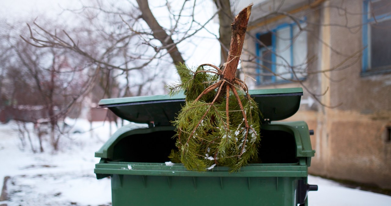Where to throw away the Christmas tree? Most of us choose wrongly and risk being fined