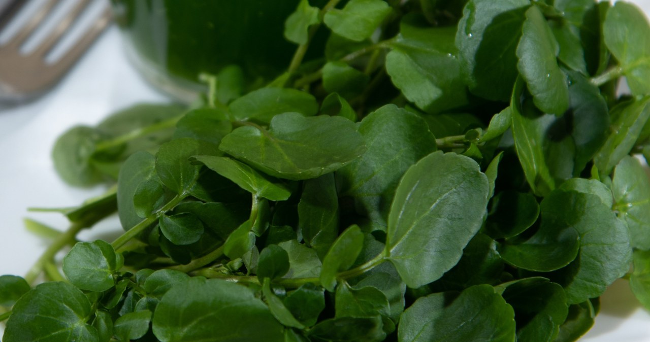 Senior, eat 3 times a week. This healthiest vegetable in the world costs PLN 2.50