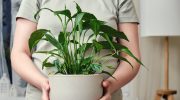Spathiphyllum doesn't want to bloom? This one thing may be to blame