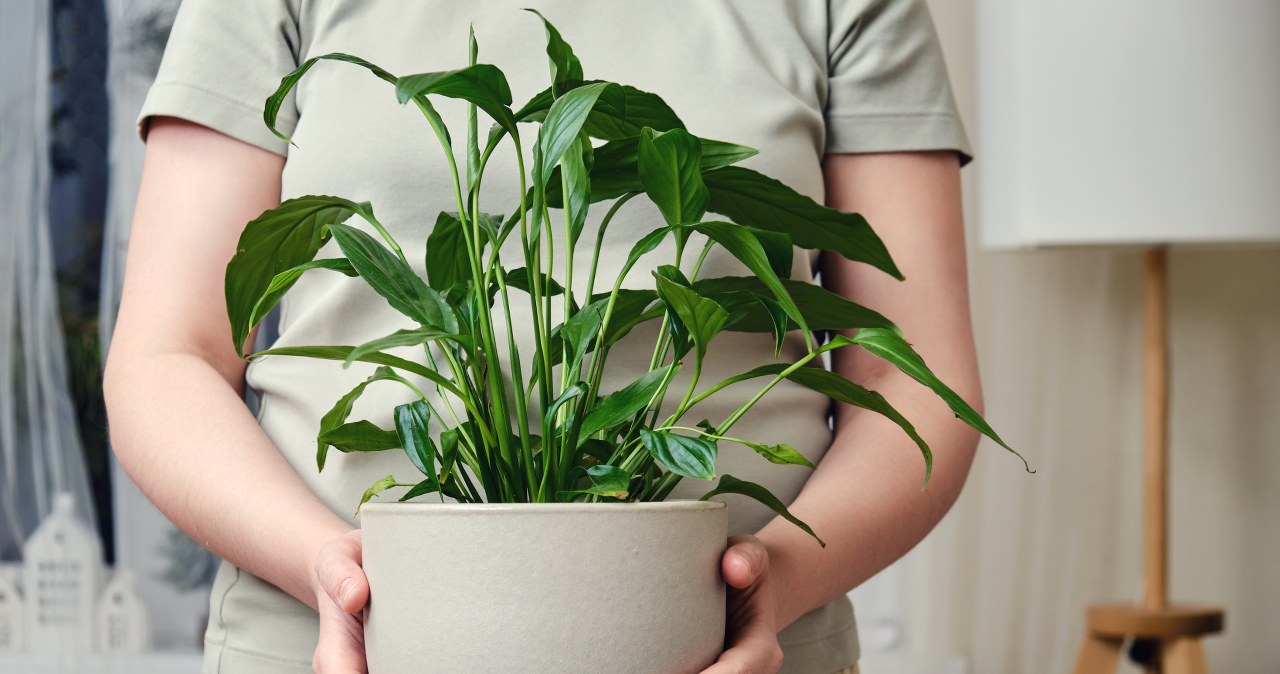 Spathiphyllum doesn't want to bloom? This one thing may be to blame