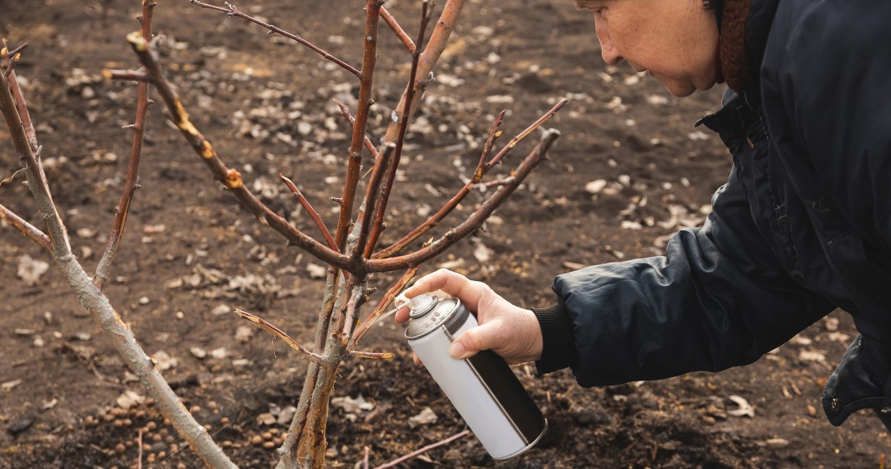 Do it in January. In spring, aphids will not touch your plants