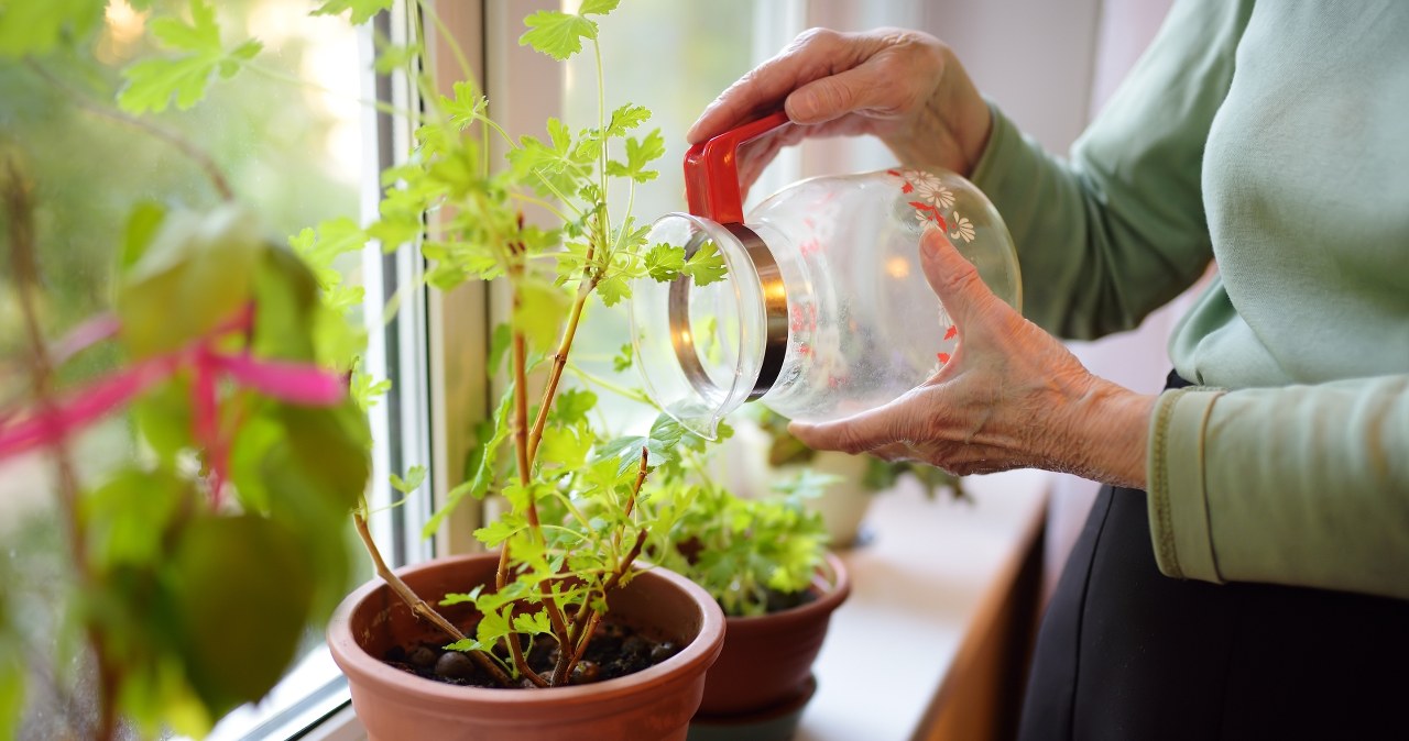 Drink some and pour the rest into the pot. Earthlings will disappear without a trace