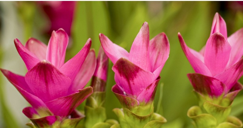 This plant resembles a parrot. It will turn your windowsill into a tropical paradise