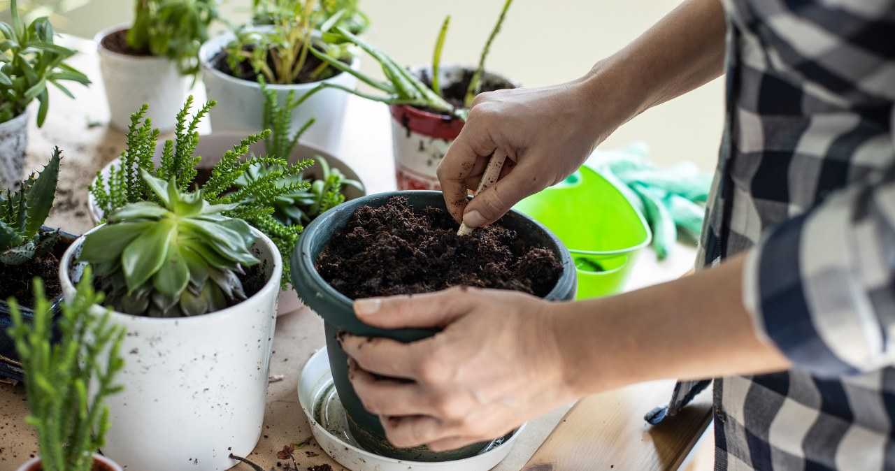 Buy it at the supermarket and put it in a pot. You will forget about colds