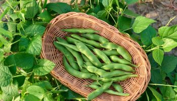 The most poisonous plant of 2026 has been selected. Poles do not believe it because it is our national delicacy