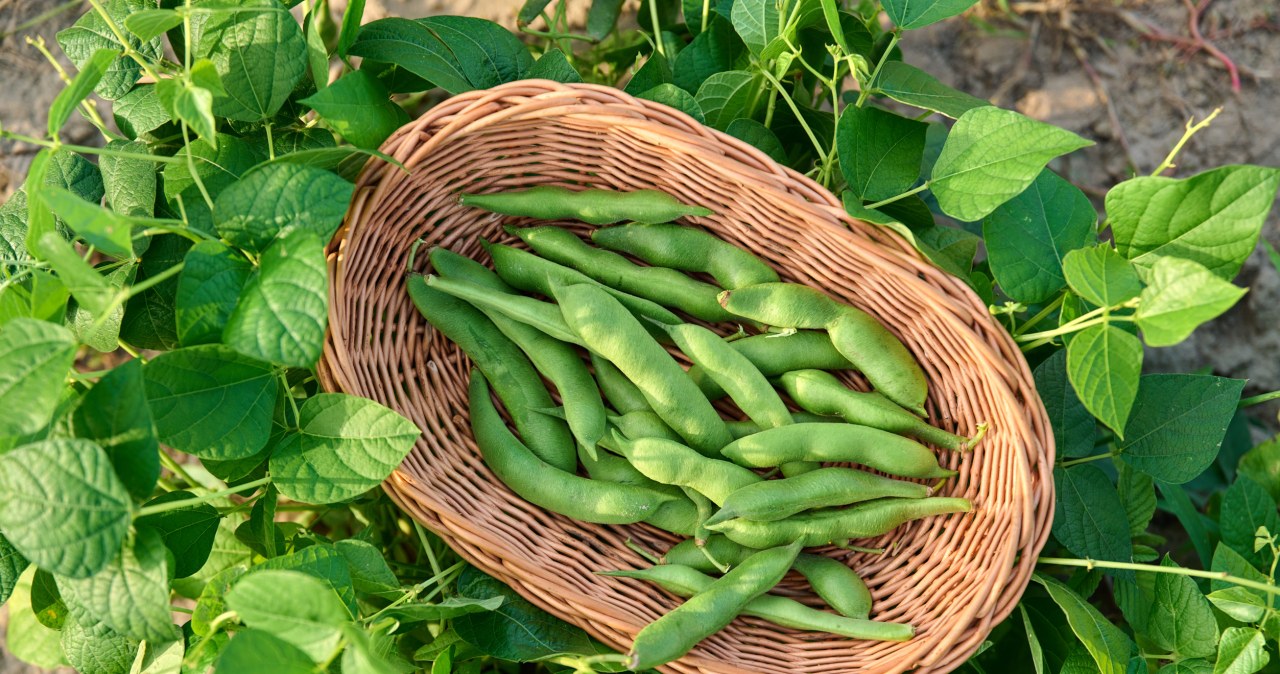 The most poisonous plant of 2026 has been selected. Poles do not believe it because it is our national delicacy