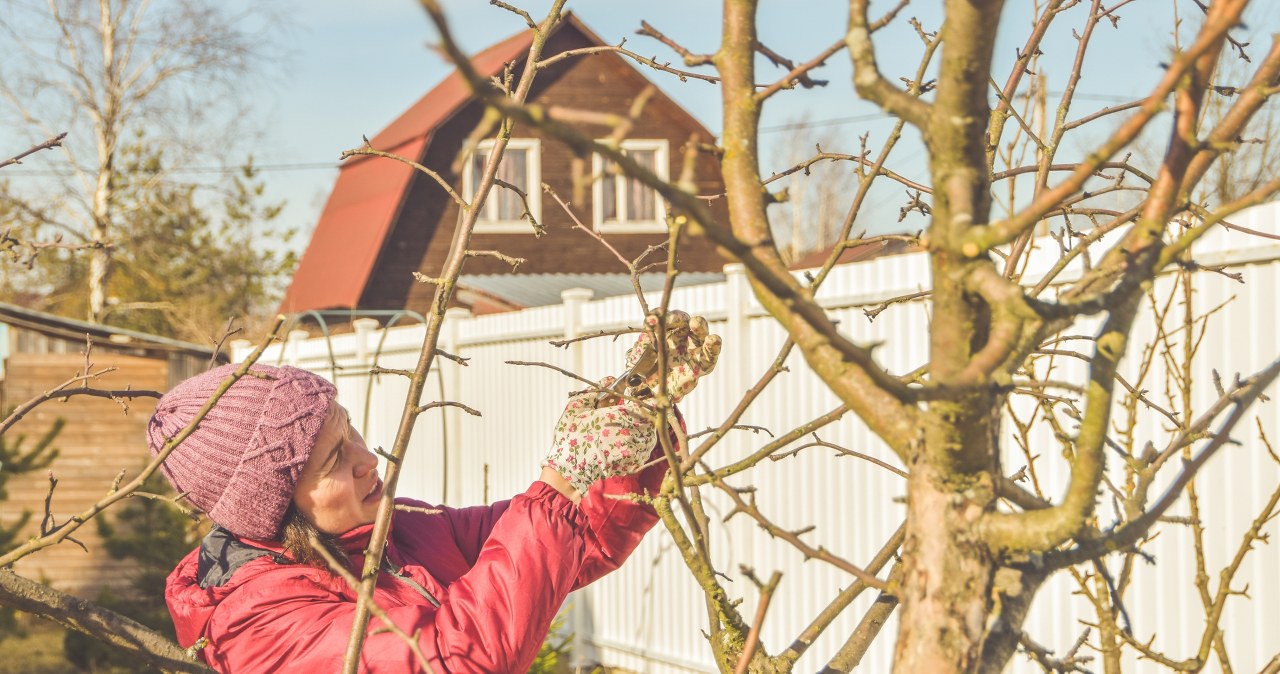This is how you will save your fruit trees from a dangerous disease. You have to act quickly