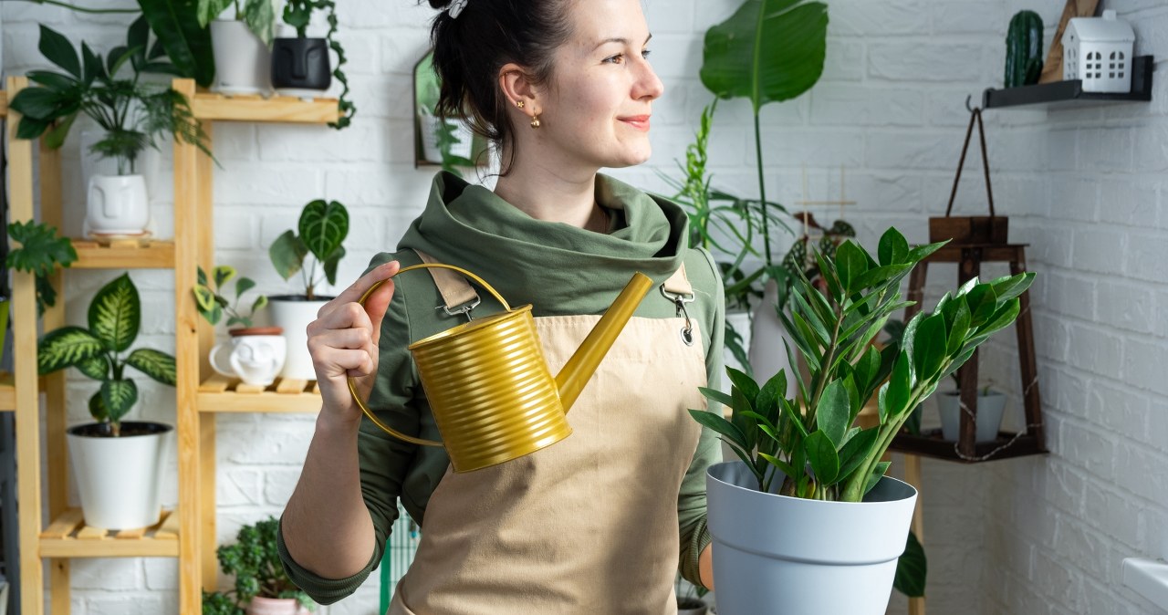 Use it for dough and use the leftovers to make conditioner. Zamioculcas loves it