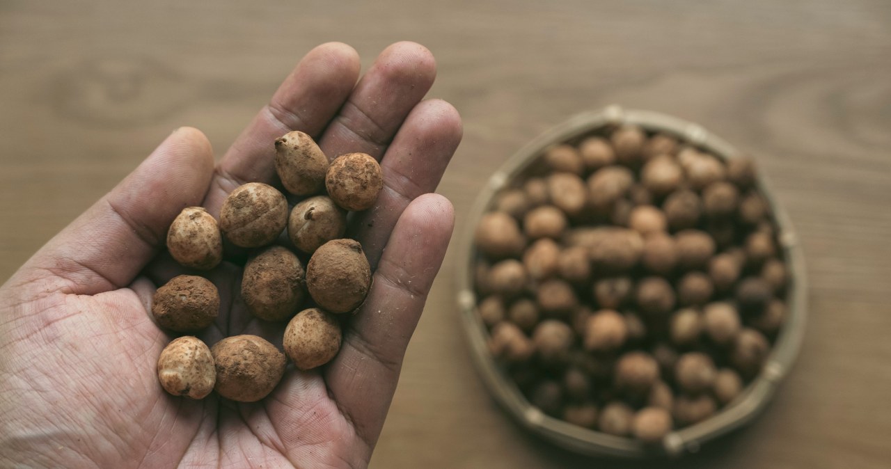 African nuts that stop hunger attacks. You can munch on them or make a stew out of them