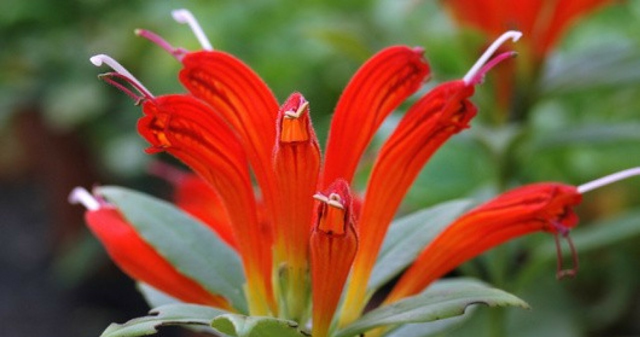 It looks like it's from a drugstore. "Lipstick" in a pot tempts with its color and blooms for a long time