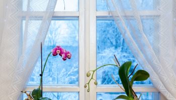 In the evening, do it with the orchid. New flowers will appear once or twice