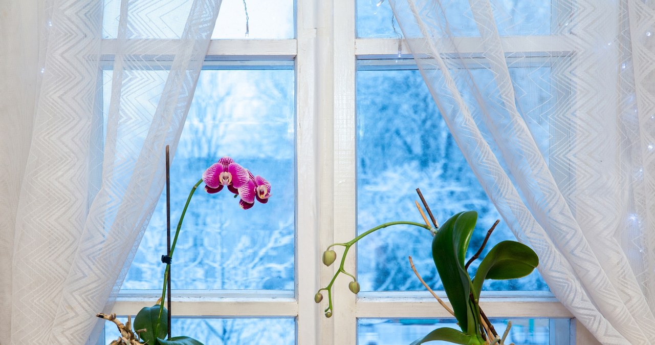 In the evening, do it with the orchid. New flowers will appear once or twice