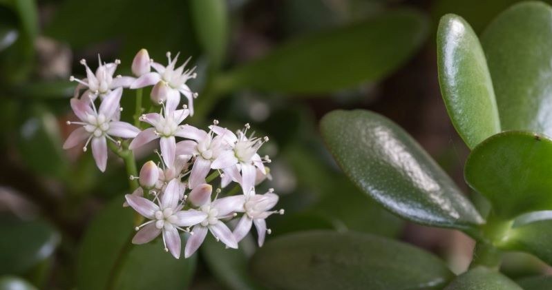 You have this plant at home and you don't even know it's blooming. One treatment is enough