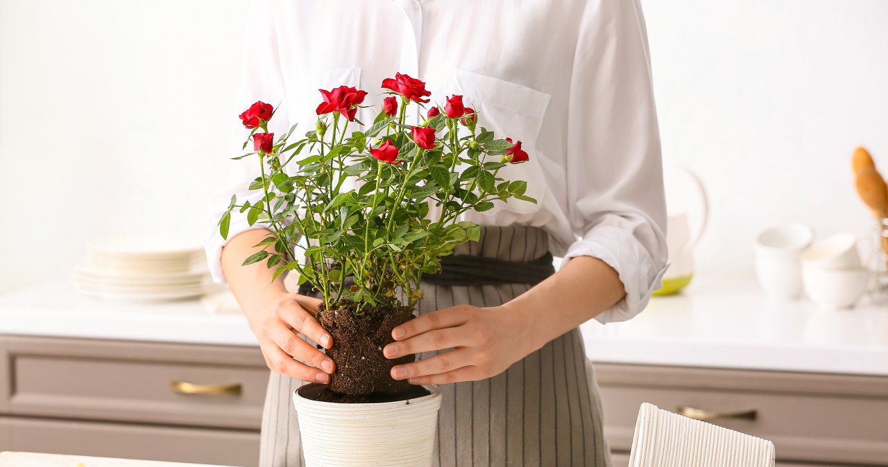 This is the perfect plant for Valentine's Day. Easy to grow and effective