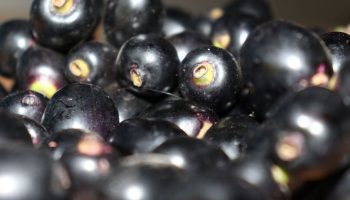 It looks like an olive, tastes like Polish Hungarian cheese. Friend of the intestines and heart, slows down aging