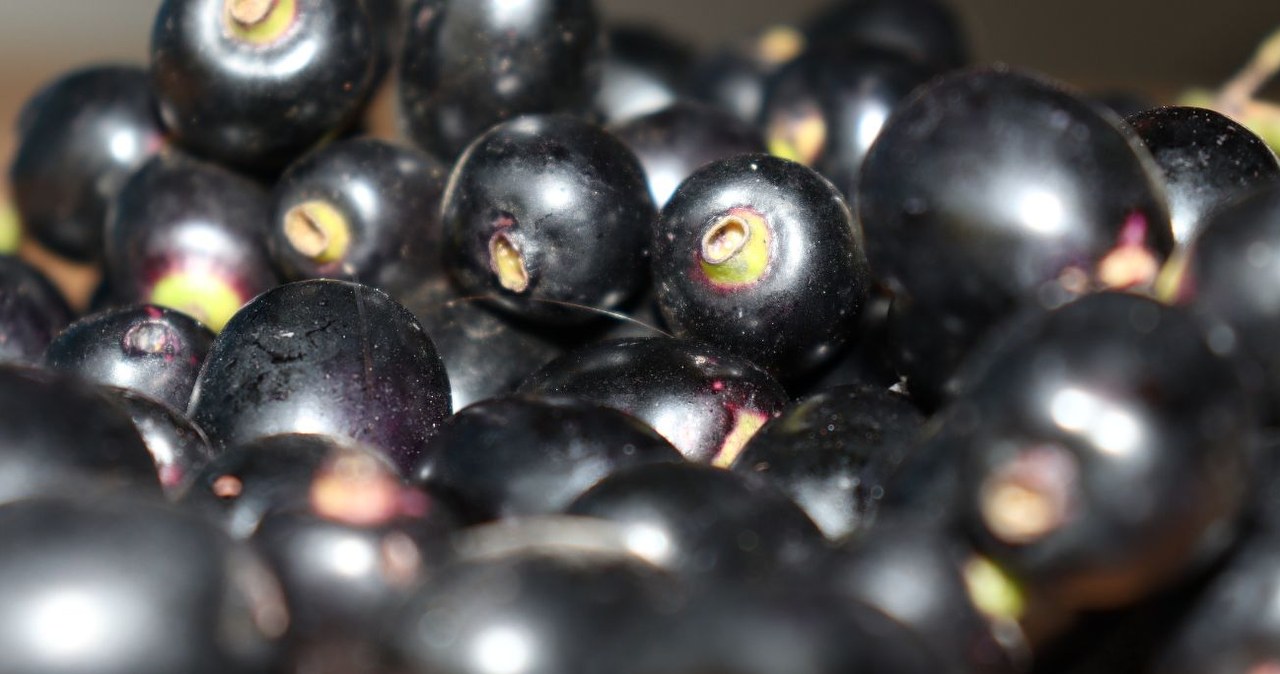 It looks like an olive, tastes like Polish Hungarian cheese. Friend of the intestines and heart, slows down aging