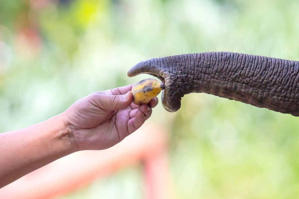Elephants are jerks with bananas. They destroy them (but it’s not vandalism)