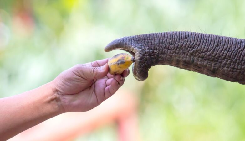 Elephants are jerks with bananas. They destroy them (but it’s not vandalism)