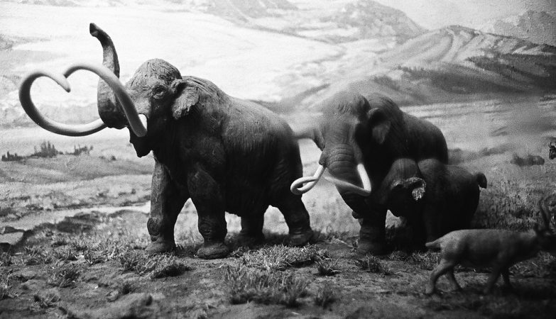 Large dinosaurs and mammoths were much slower than previously thought