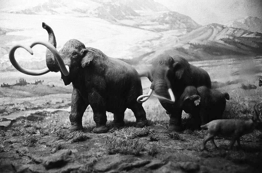 Large dinosaurs and mammoths were much slower than previously thought