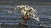 Silence lasted 10 years: snowy owl extinct in Sweden