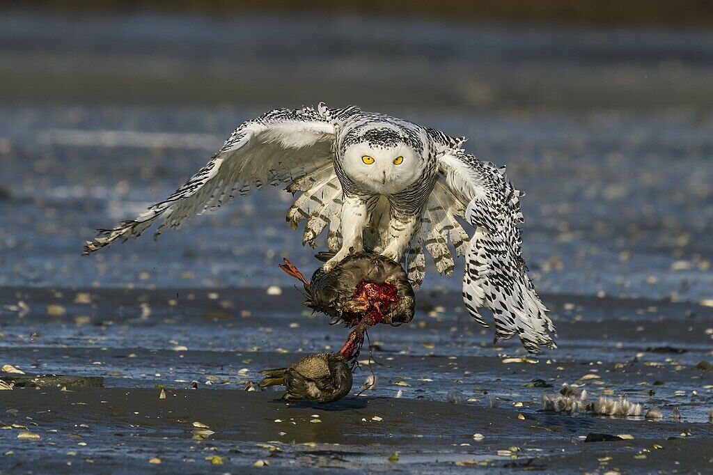 Silence lasted 10 years: snowy owl extinct in Sweden