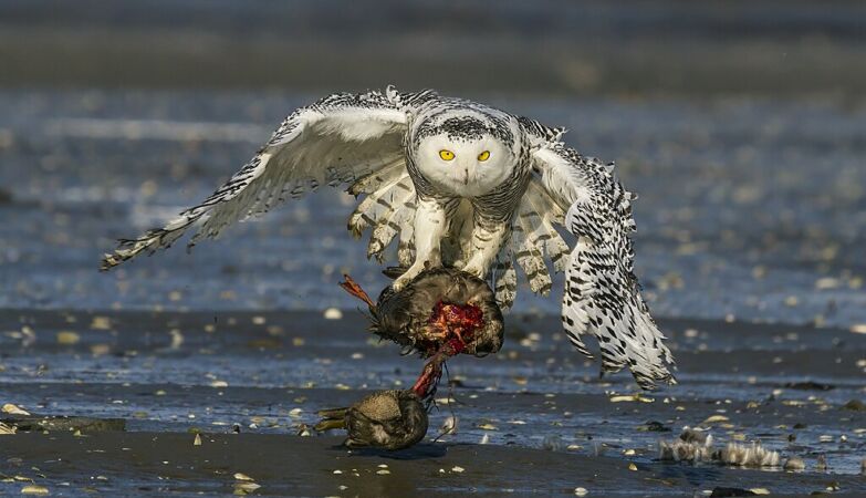 Silence lasted 10 years: snowy owl extinct in Sweden
