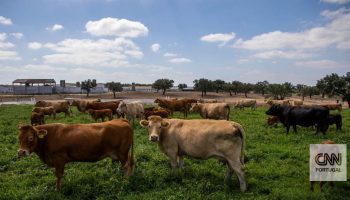 Get ready to stir poultry meat, pork, beef, sugar, cheese, rice, honey, corn, sweet corn, powdered milk, etc.