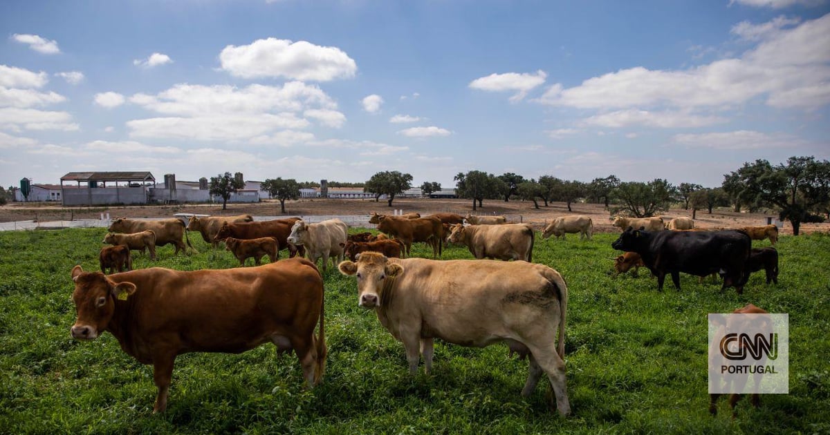 Get ready to stir poultry meat, pork, beef, sugar, cheese, rice, honey, corn, sweet corn, powdered milk, etc.