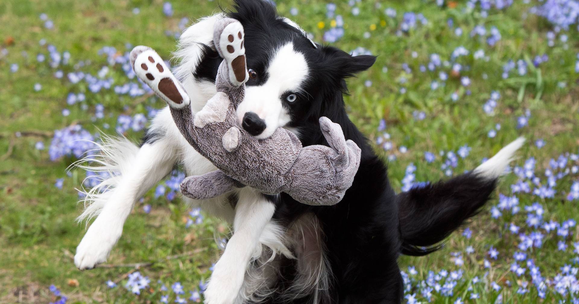 "Gifted": research shows that some dogs display unusual cognitive abilities