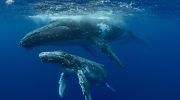 Whaling began in Brazil much earlier than previously thought