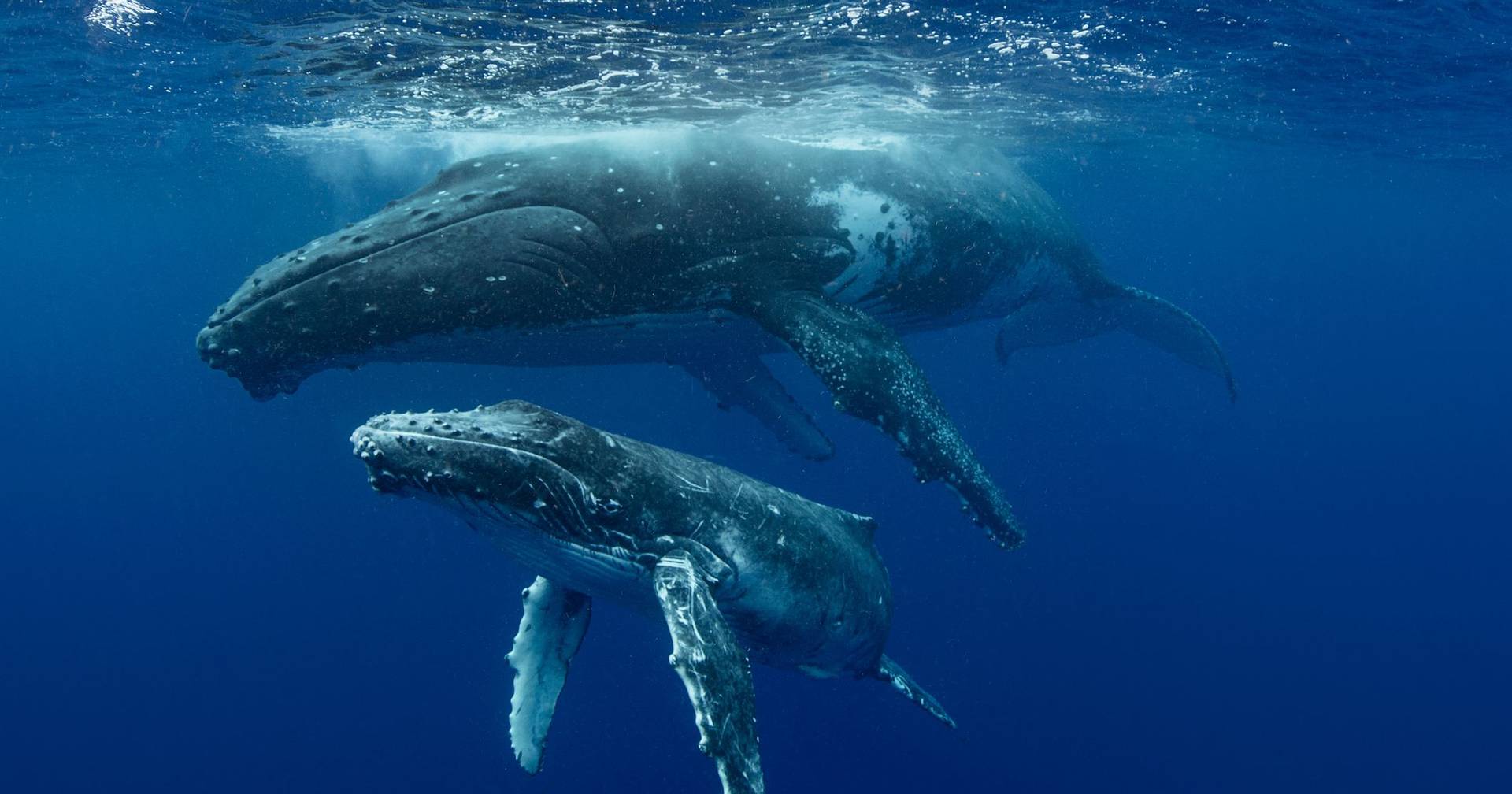 Whaling began in Brazil much earlier than previously thought