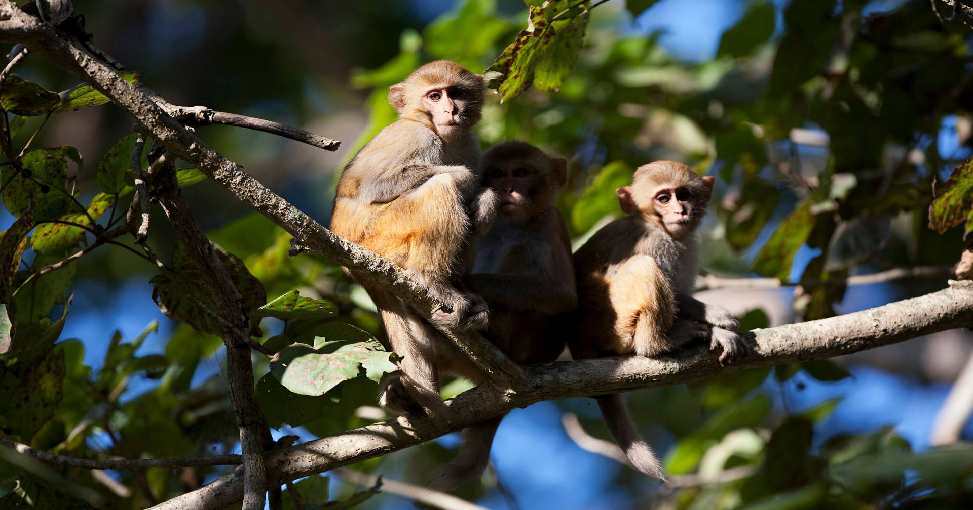 Homosexual behavior in primates has ancient evolutionary roots