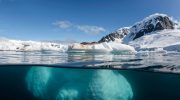 Studying aging through rare species: research has been going on for 30 years in the freezing waters of Antarctica