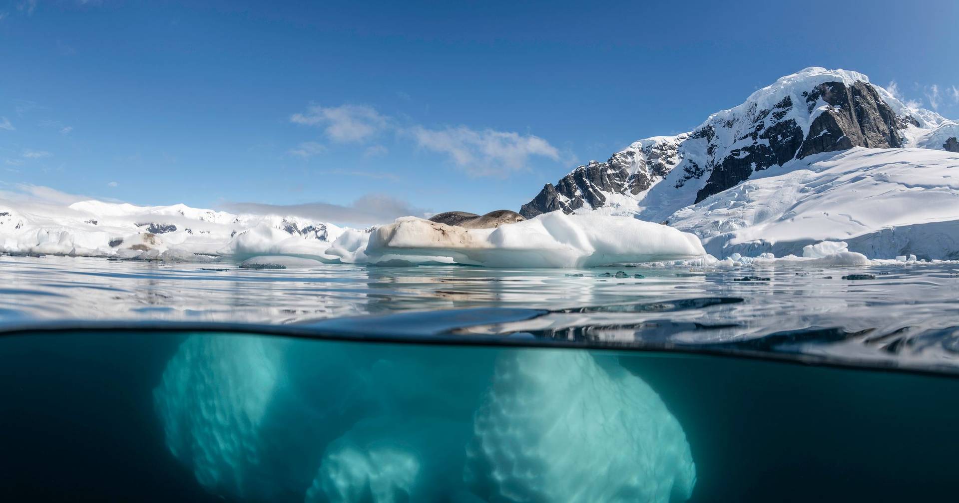 Studying aging through rare species: research has been going on for 30 years in the freezing waters of Antarctica