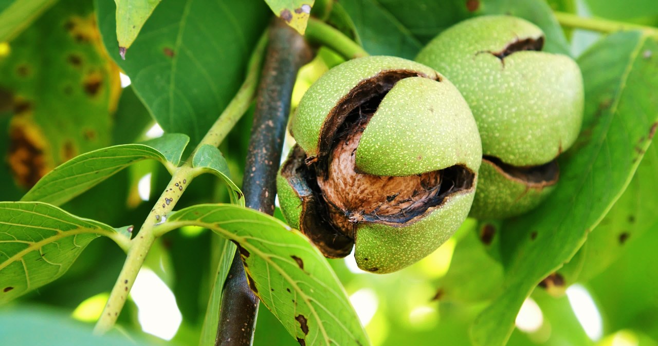 A decoction of walnut shells will help darken your eyelashes /123RF/PICSEL
