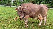 Unusual moment: cow surprises scientists by intentionally maneuvering tools