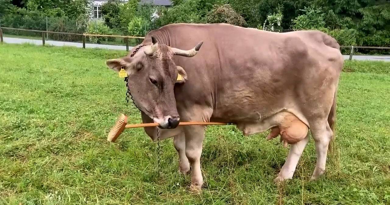 Unusual moment: cow surprises scientists by intentionally maneuvering tools