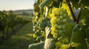 Távora-Varosa wine region increases sales by 10% despite drop in production