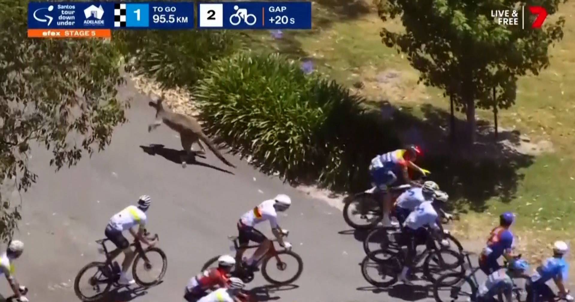 Cyclist wins race in Australia despite being knocked down by kangaroo